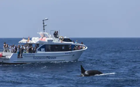 Orca schwimmt neben einem Boot mit Touristen. Beste Zeit für Whale Watching in Tarifa ist jetzt!