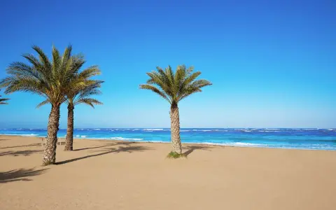 Palmen säumen den Sandstrand von Denia an der Costa Blanca. Das türkisfarbene Meer lädt zum Träumen ein.