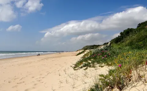 Sonniger Strand an der Costa de la Luz mit sanften Wellen, Sanddünen und blühenden Pflanzen.