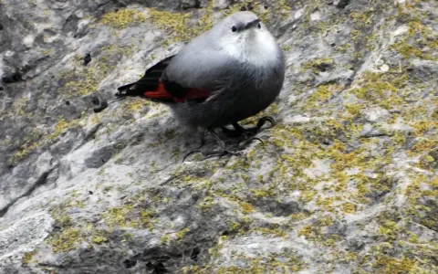 Kleiner Vogel mit roten Flügeln auf moosbewachsenem Felsen bei der Foz de Lumbier.