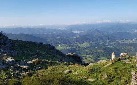 Schafe grasen auf La Rhune, mit Blick auf grüne Täler und Berge.