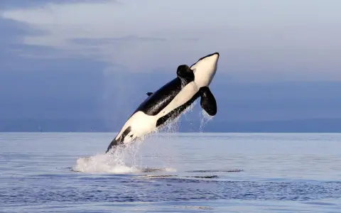 Ein iberischer Orca springt majestätisch aus dem Wasser, seine schwarz-weiße Färbung hebt sich vom blauen Himmel ab.